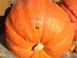 147 lbs GIANT Pumpkin Prize Winner