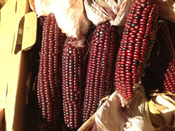 Indian Corn size 18 or 24 